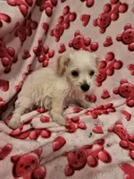 Sugar, a female Miniature Schnauzer for sale in Logansport, LA – 8 of 10