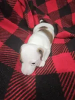 Charlie , a male Chiweenie for sale in Logansport, LA – 3 of 4