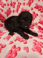 Pepper, a female Poodle - Standard  for sale in Logansport, LA – 2 of 2