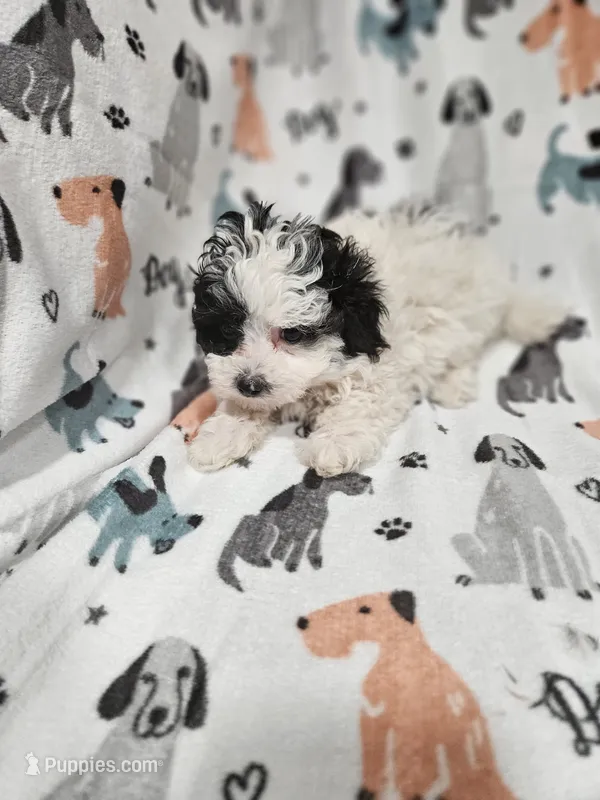 Panda – Maltipoo puppy for sale in Logansport, LA