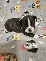 Levi, a male Boston Terrier for sale in Logansport, LA – 6 of 7