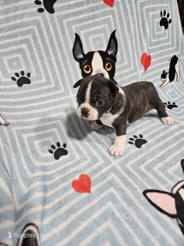 Levi – Boston Terrier puppy for sale in Logansport, LA