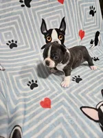 Levi, a male Boston Terrier for sale in Logansport, LA – 1 of 7