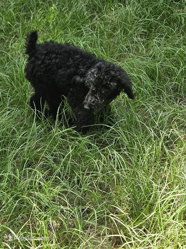 Sheila  – Poodle - Standard  puppy for sale in Logansport, LA