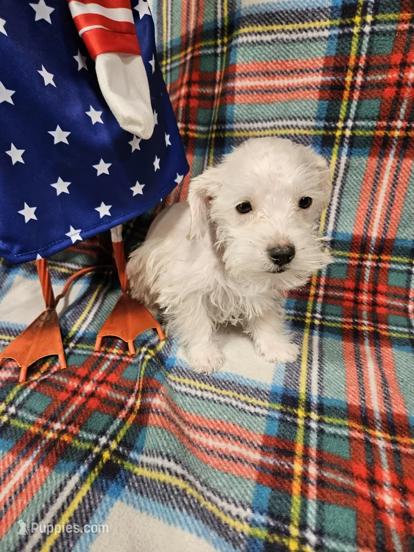 Snuggles – Miniature Schnauzer puppy for sale in Logansport, LA
