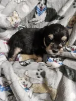 Bear, a male Miniature Schnauzer for sale in Logansport, LA – Photo 3 of 3