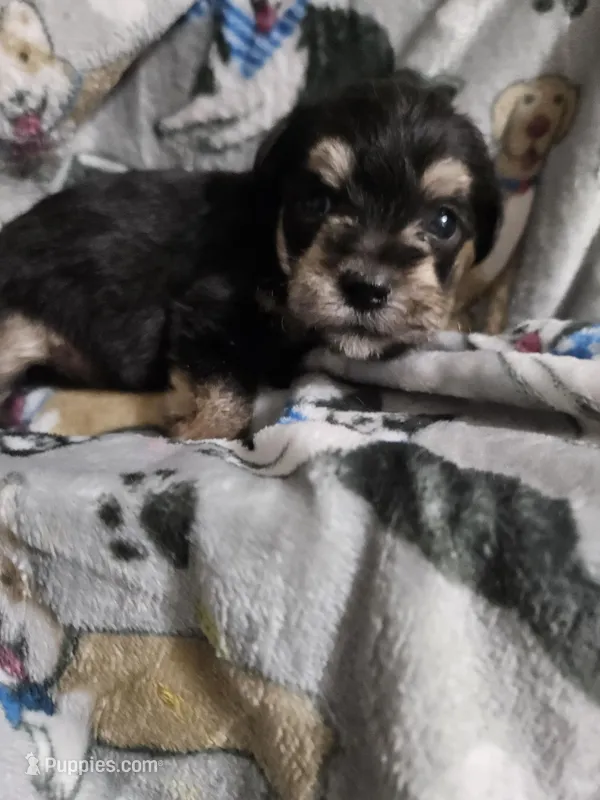 Bear – Miniature Schnauzer puppy for sale in Logansport, LA