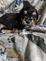 Bear, a male Miniature Schnauzer for sale in Logansport, LA – Photo 1 of 3