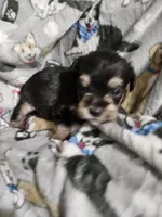 Bear, a male Miniature Schnauzer for sale in Logansport, LA – Photo 2 of 3