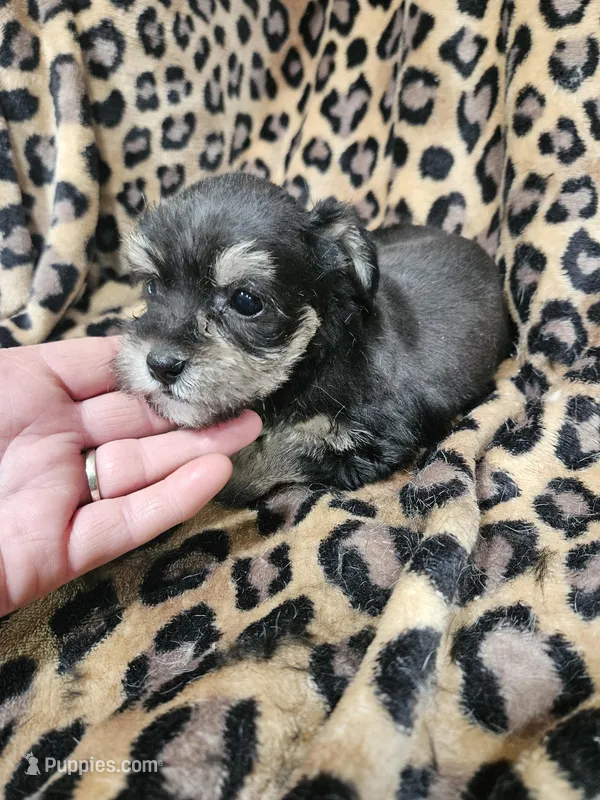 Bear – Miniature Schnauzer puppy for sale in Logansport, LA