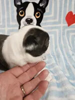 Larry, a male Boston Terrier for sale in Logansport, LA – 7 of 7
