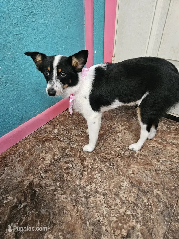 Gail – Australian Cattle Dog, Toy Australian Shepherd puppy for sale in Logansport, LA