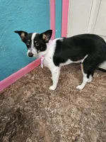 Gail, a female Australian Cattle Dog and Toy Australian Shepherd for sale in Logansport, LA – 2 of 10