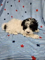 Peppy, a male Maltipoo for sale in Logansport, LA – 5 of 7