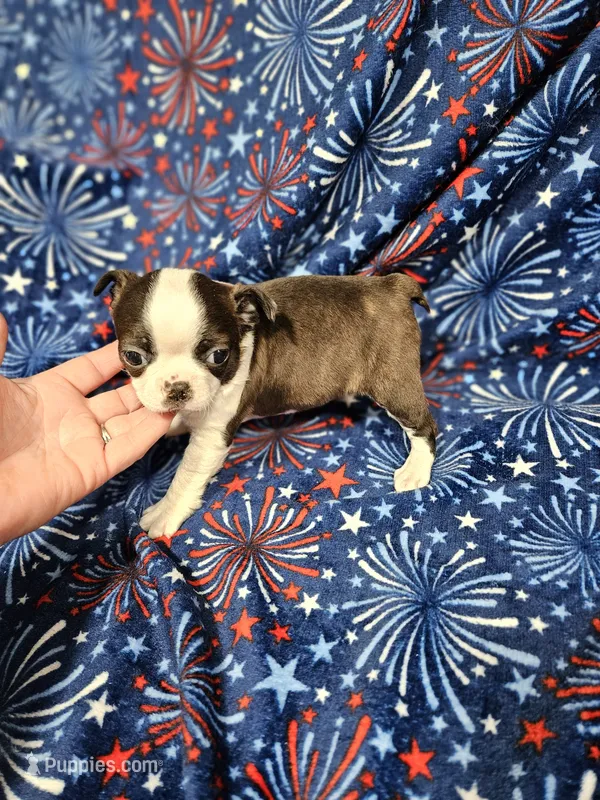 Larry – Boston Terrier puppy for sale in Logansport, LA