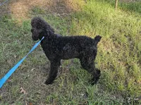 Shadow, a male Poodle - Standard  for sale in Logansport, LA – 5 of 9