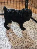 Skippy , a male Poodle - Standard  for sale in Logansport, LA – 2 of 3