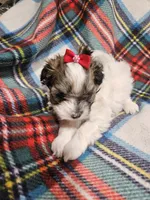 Prissy, a female Maltipoo for sale in Logansport, LA – 7 of 7