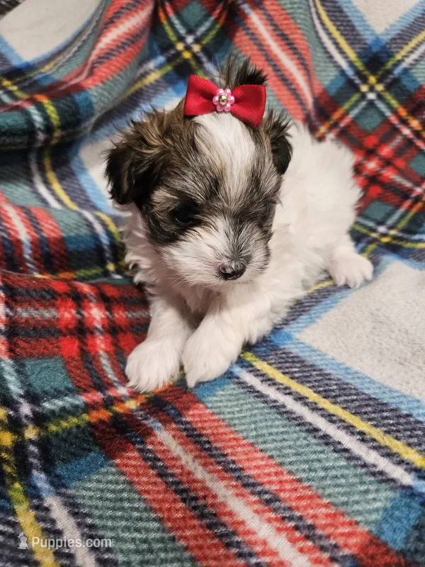 Prissy – Maltipoo puppy for sale in Logansport, LA