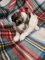 Prissy, a female Maltipoo for sale in Logansport, LA – 1 of 7