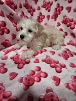 Polar, a male Miniature Schnauzer for sale in Logansport, LA – 8 of 10