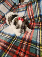 Prissy, a female Maltipoo for sale in Logansport, LA – 3 of 7