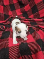 Charlie , a male Chiweenie for sale in Logansport, LA – 1 of 4