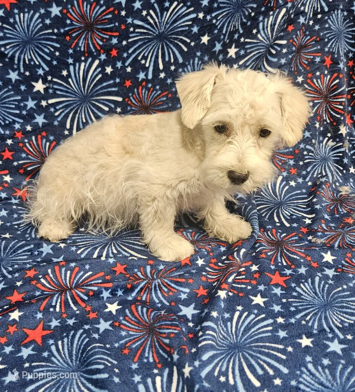 Snuggles – Miniature Schnauzer puppy for sale in Logansport, LA