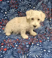 Snuggles, a male Miniature Schnauzer for sale in Logansport, LA – 1 of 9