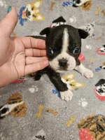 Levi, a male Boston Terrier for sale in Logansport, LA – 5 of 7