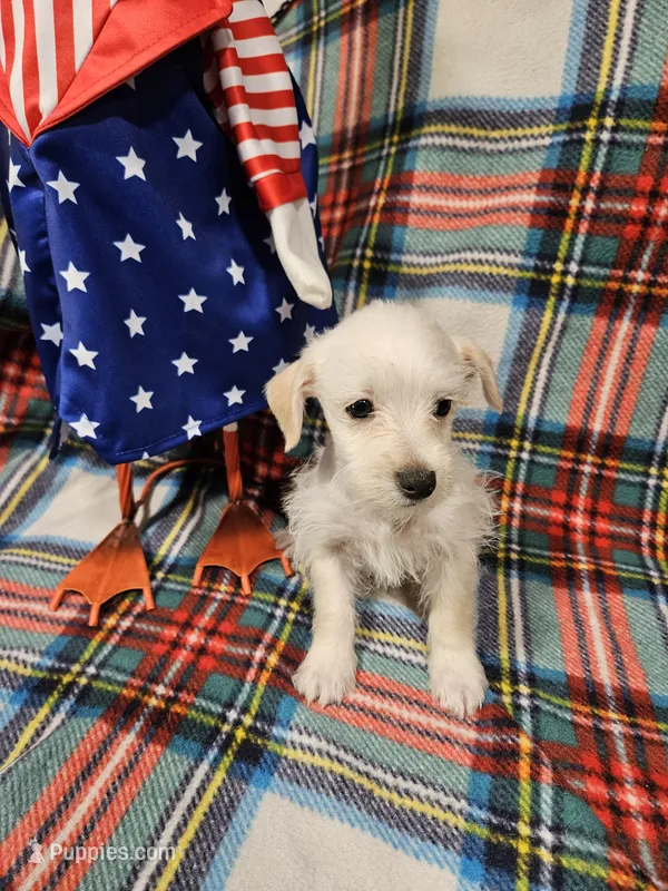 Sugar – Miniature Schnauzer puppy for sale in Logansport, LA