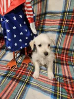 Sugar, a female Miniature Schnauzer for sale in Logansport, LA – 1 of 10