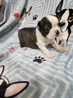 Larry, a male Boston Terrier for sale in Logansport, LA – 4 of 7