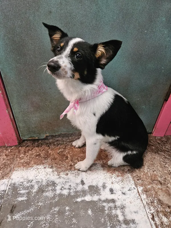 Gail – Australian Cattle Dog, Toy Australian Shepherd puppy for sale in Logansport, LA