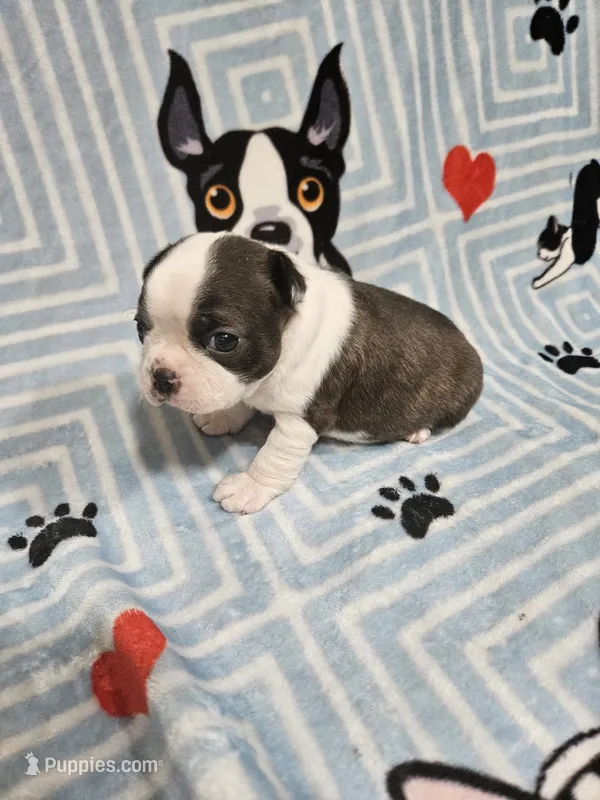 Larry – Boston Terrier puppy for sale in Logansport, LA