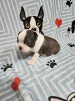 Larry, a male Boston Terrier for sale in Logansport, LA – 5 of 7