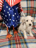 Sugar, a female Miniature Schnauzer for sale in Logansport, LA – 2 of 10
