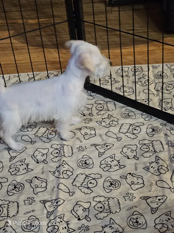 Sugar – Miniature Schnauzer puppy for sale in Logansport, LA