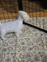 Sugar, a female Miniature Schnauzer for sale in Logansport, LA – 3 of 10