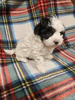 Panda, a male Maltipoo for sale in Logansport, LA – 2 of 3