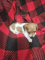 T Tiny , a male Chiweenie for sale in Logansport, LA – 6 of 7