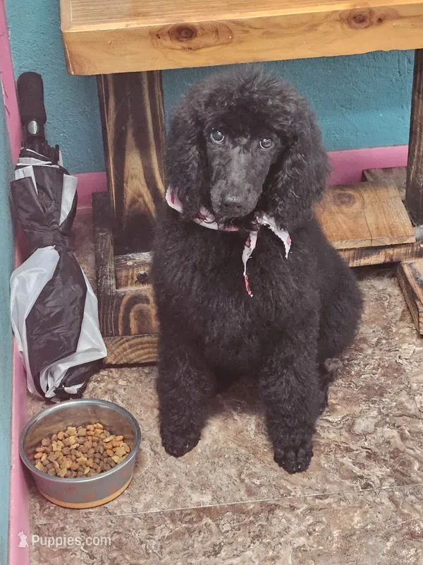 Shadow – Poodle - Standard  puppy for sale in Logansport, LA