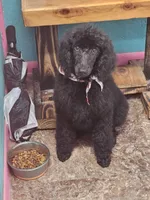 Shadow, a male Poodle - Standard  for sale in Logansport, LA – 7 of 9