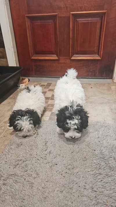 Peppy, a male Maltipoo for sale in Logansport, LA – 3 of 7