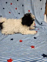 Peppy, a male Maltipoo for sale in Logansport, LA – 7 of 7