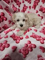 Polar, a male Miniature Schnauzer for sale in Logansport, LA – 3 of 10