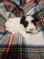 Peppy, a male Maltipoo for sale in Logansport, LA – 2 of 4