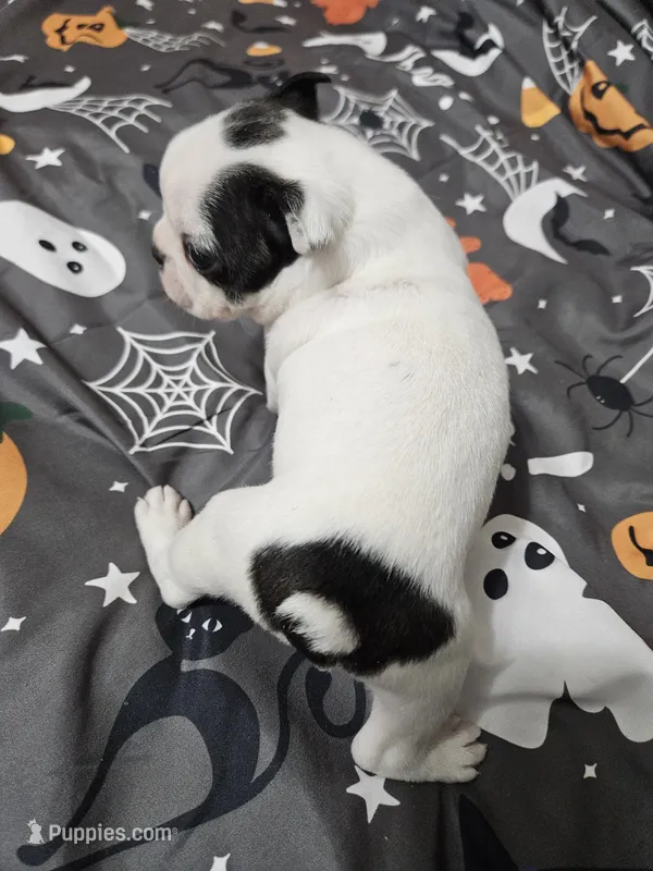 Snoop – Boston Terrier puppy for sale in Logansport, LA