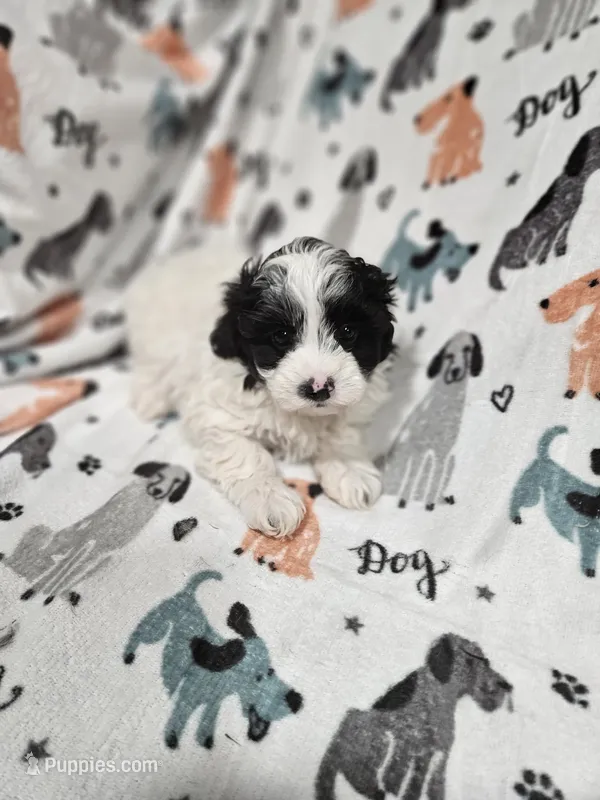 Peppy – Maltipoo puppy for sale in Logansport, LA