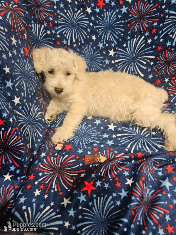 Snuggles – Miniature Schnauzer puppy for sale in Logansport, LA